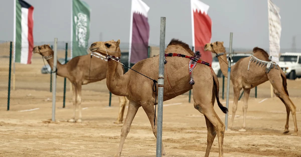 Qatar 2022: Marocco sorprendente, il nuovo scenario finanziario globale e un traguardo storico a Mar del Plata: è iniziata l’era dei cammelli?