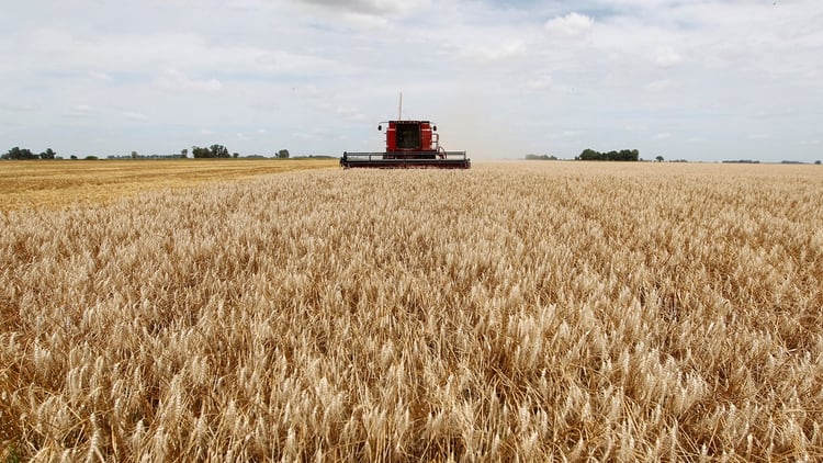 La siembra de trigo alcanzaría en la campaña 2019/2020 las 7 millones de hectáreas, el área más alta de los últimos 18 años