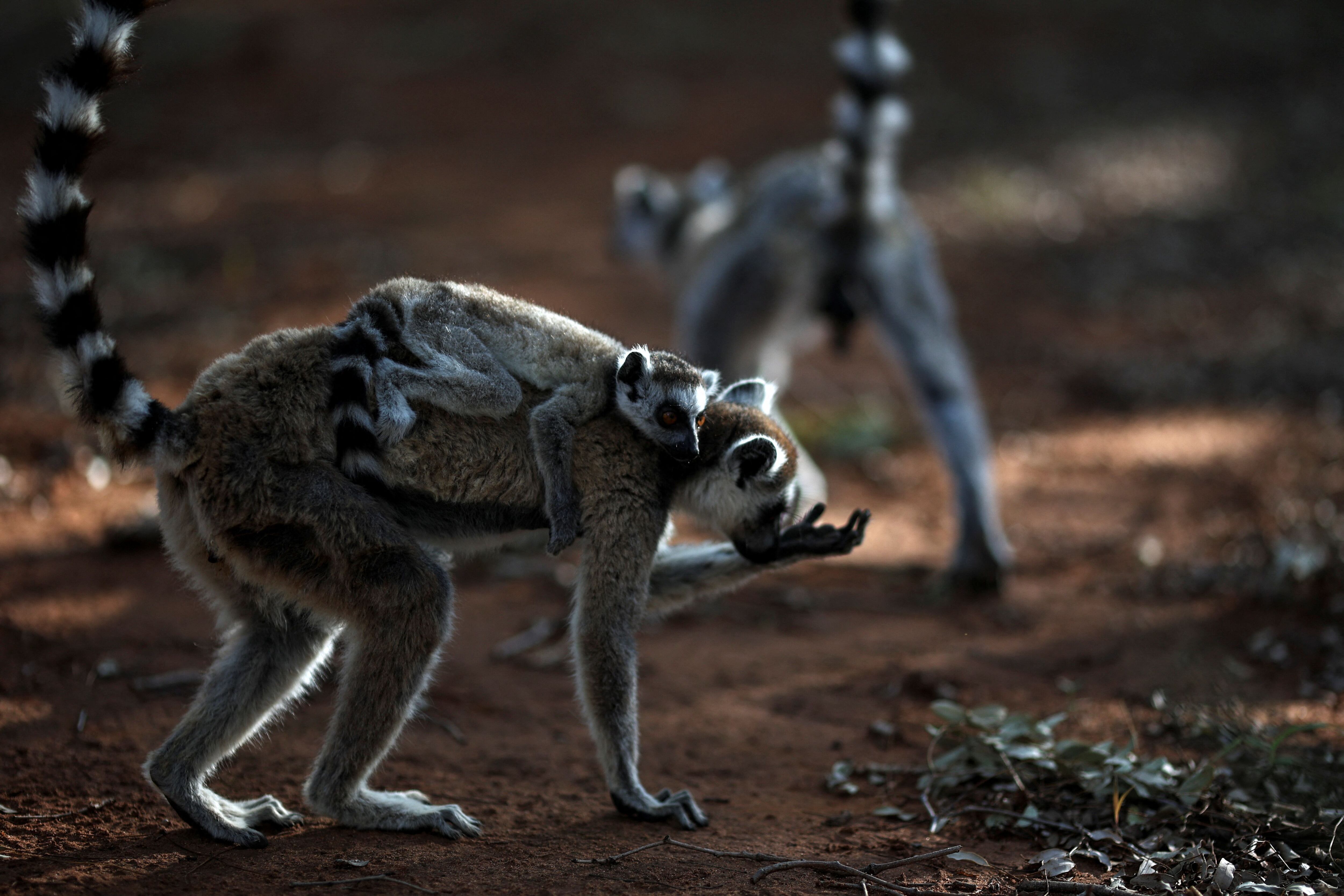 Madagascar es el único país en donde se pueden encontrar lémures en su hábitat natural (REUTERS/Alkis Konstantinidis)
