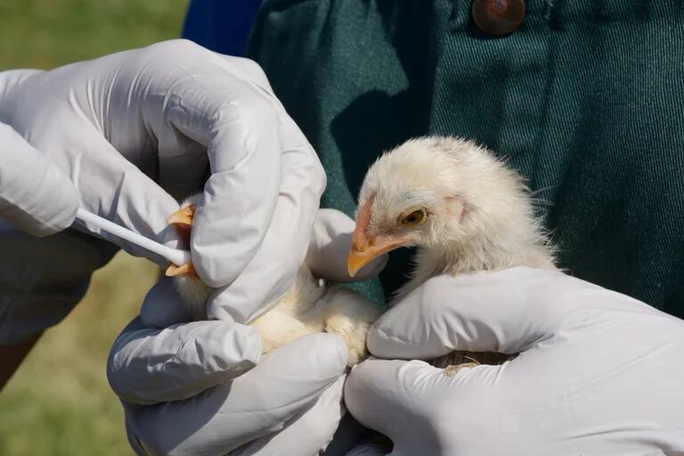 Al saltar desde las aves a otros animales, como los visones, el virus de la gripe aviar podría recombinarse y dar lugar  