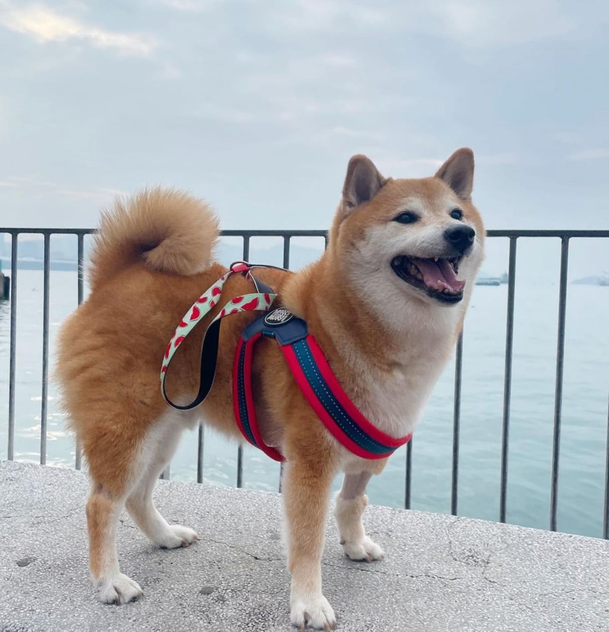 La vida de la mascota era compartida a diario en Instagram donde era toda una estrella canina