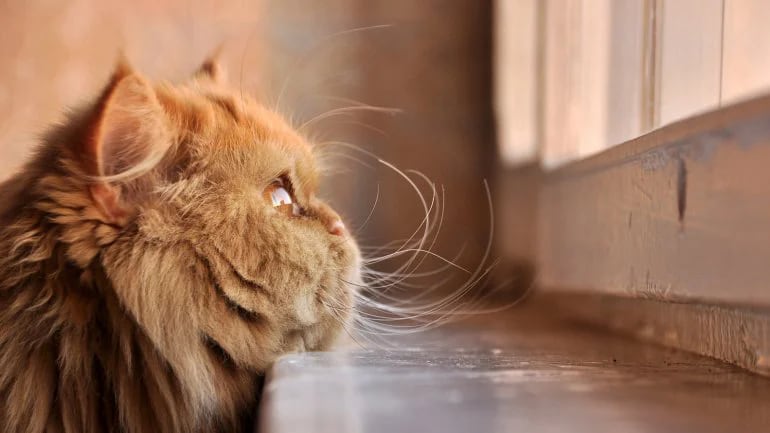 Los gatos pueden sufrir una forma de confusión mental a causa del envejecimiento.