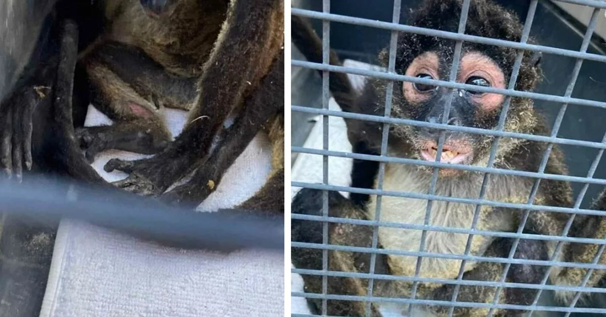 A spider monkey has been ‘arrested’ for causing a fire in a house in Playa del Carmen