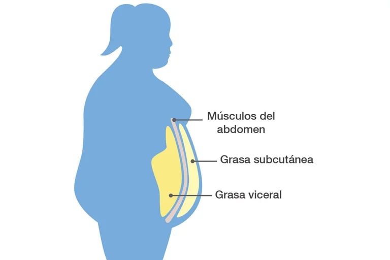  La grasa superficial se correlaciona con un mejor control glucémico e índices de salud cardiovascular, y la grasa visce 