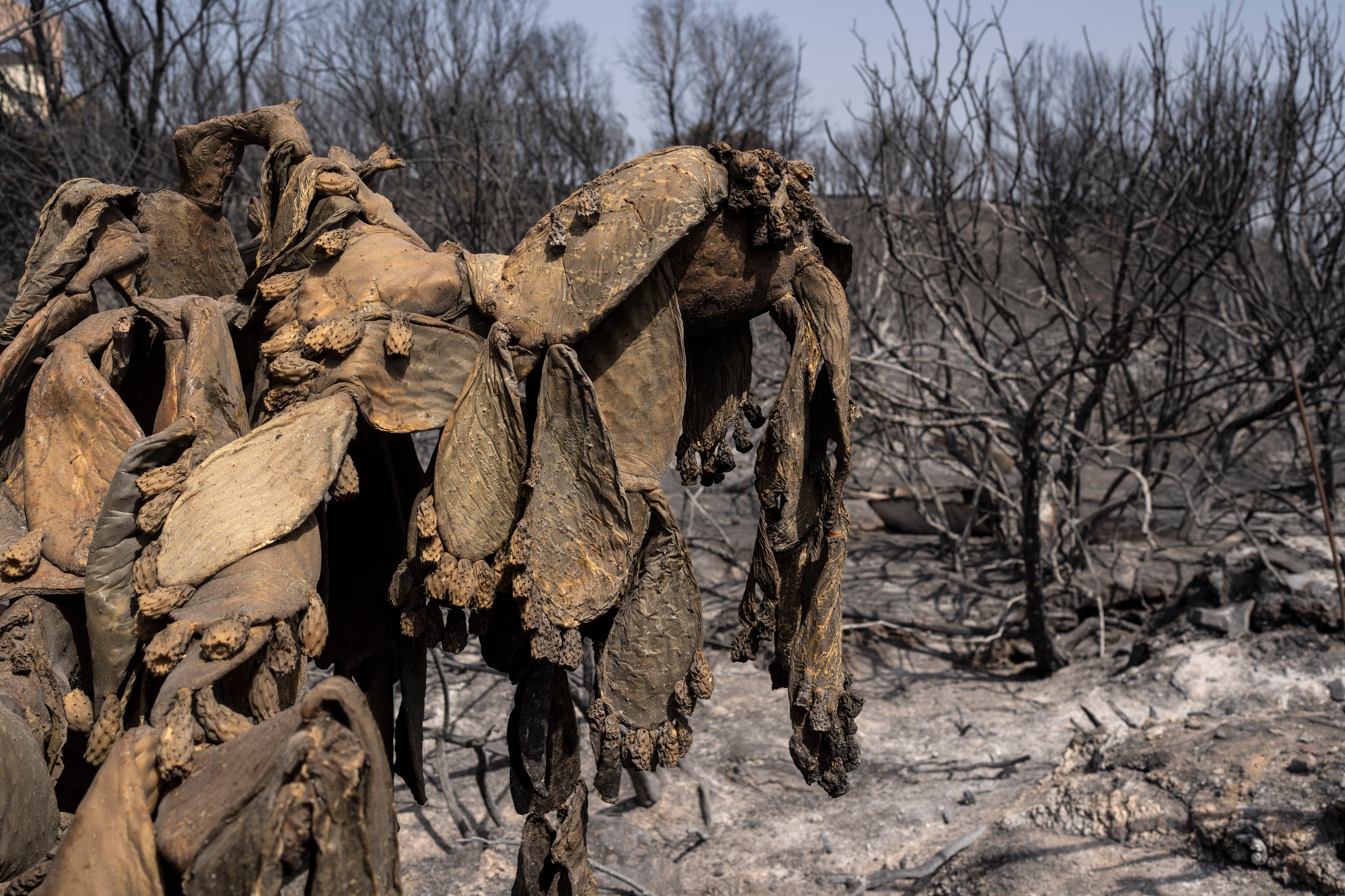 Una chumbera, quemada por un incendio en una colina cerca de Gennadi. (AP Foto/Petros Giannakouris)