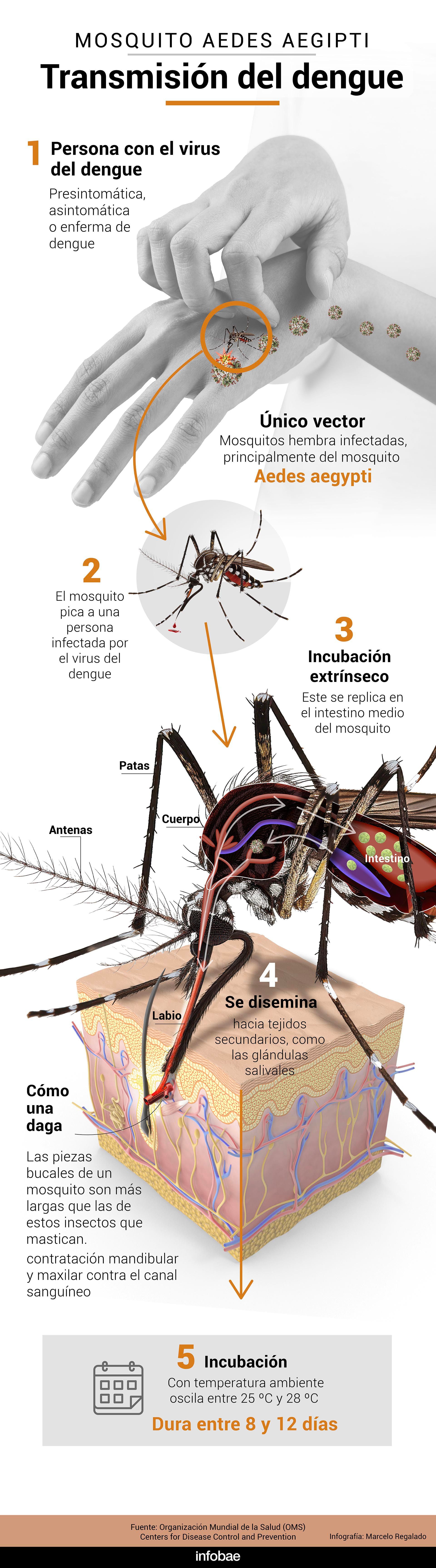 Transmisión del dengue infografía mosquito Aedes Aegypti