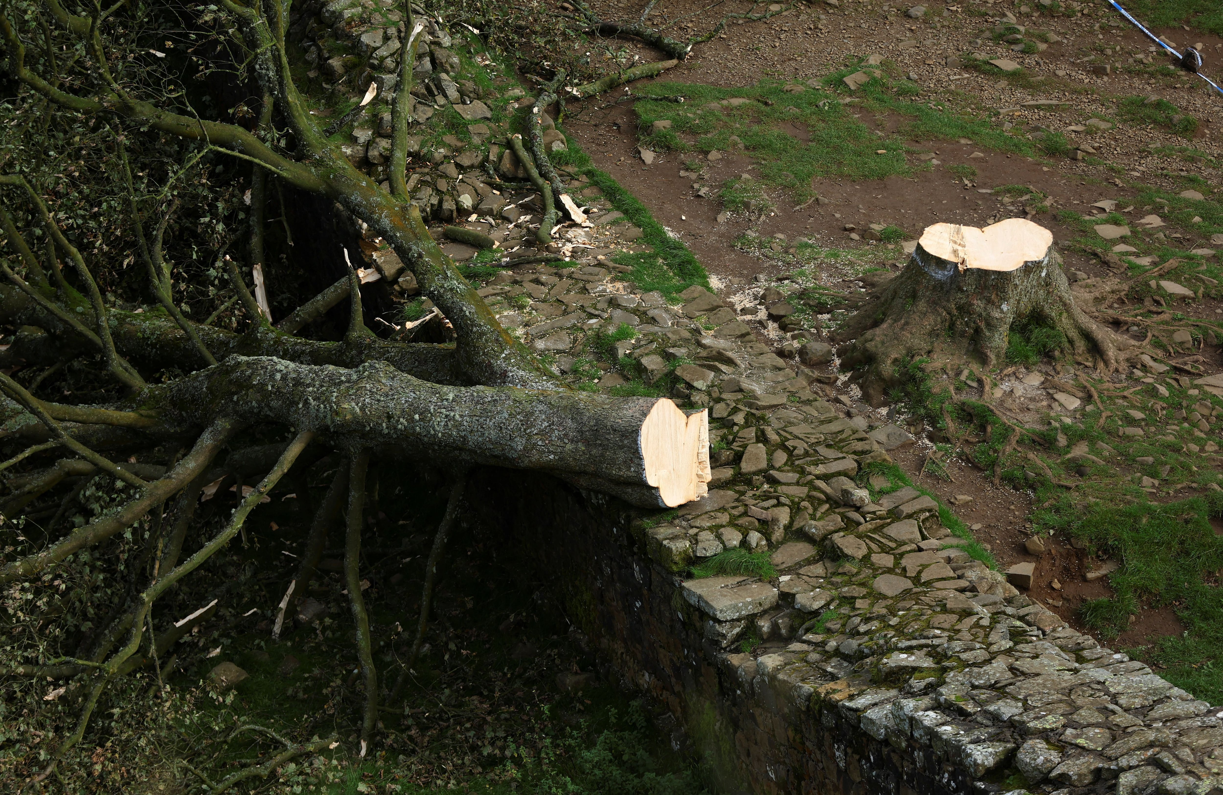 Las autoridades del Parque Nacional Northumberland pidieron que la gente no visite el árbol caído (REUTERS/Lee Smith)