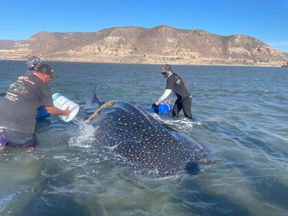 El tiburón ballena es un atractivo turístico (Foto: Facebook@MuseoDeLaBallenaPage)