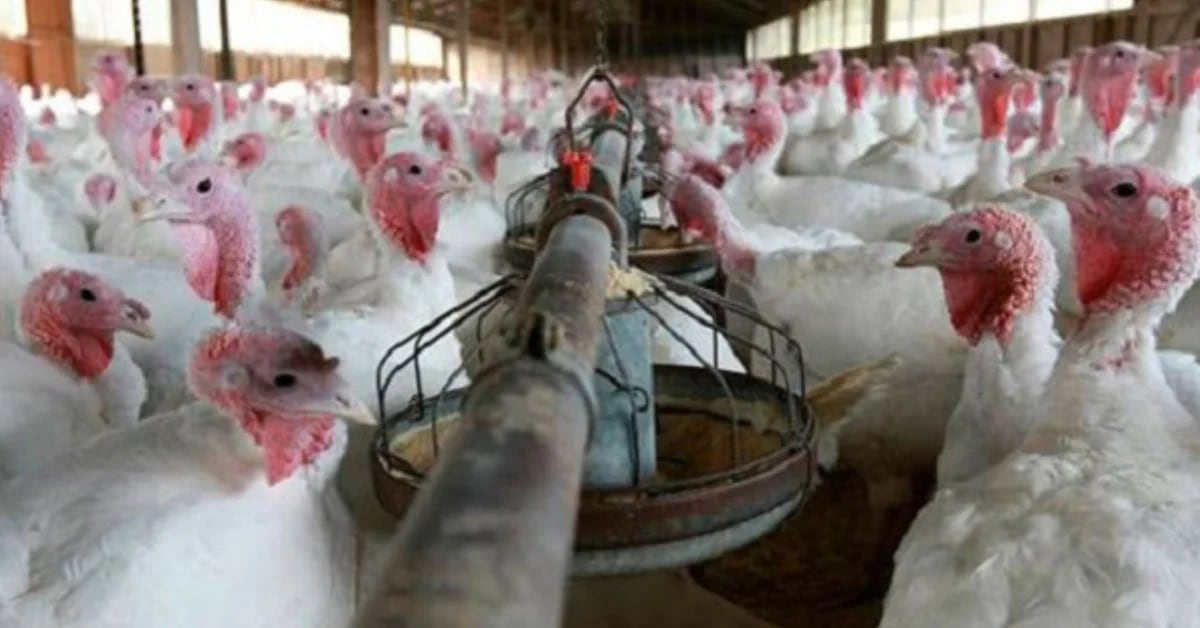 Summit in government before the advance of avian flu: more measures are analyzed to deepen controls