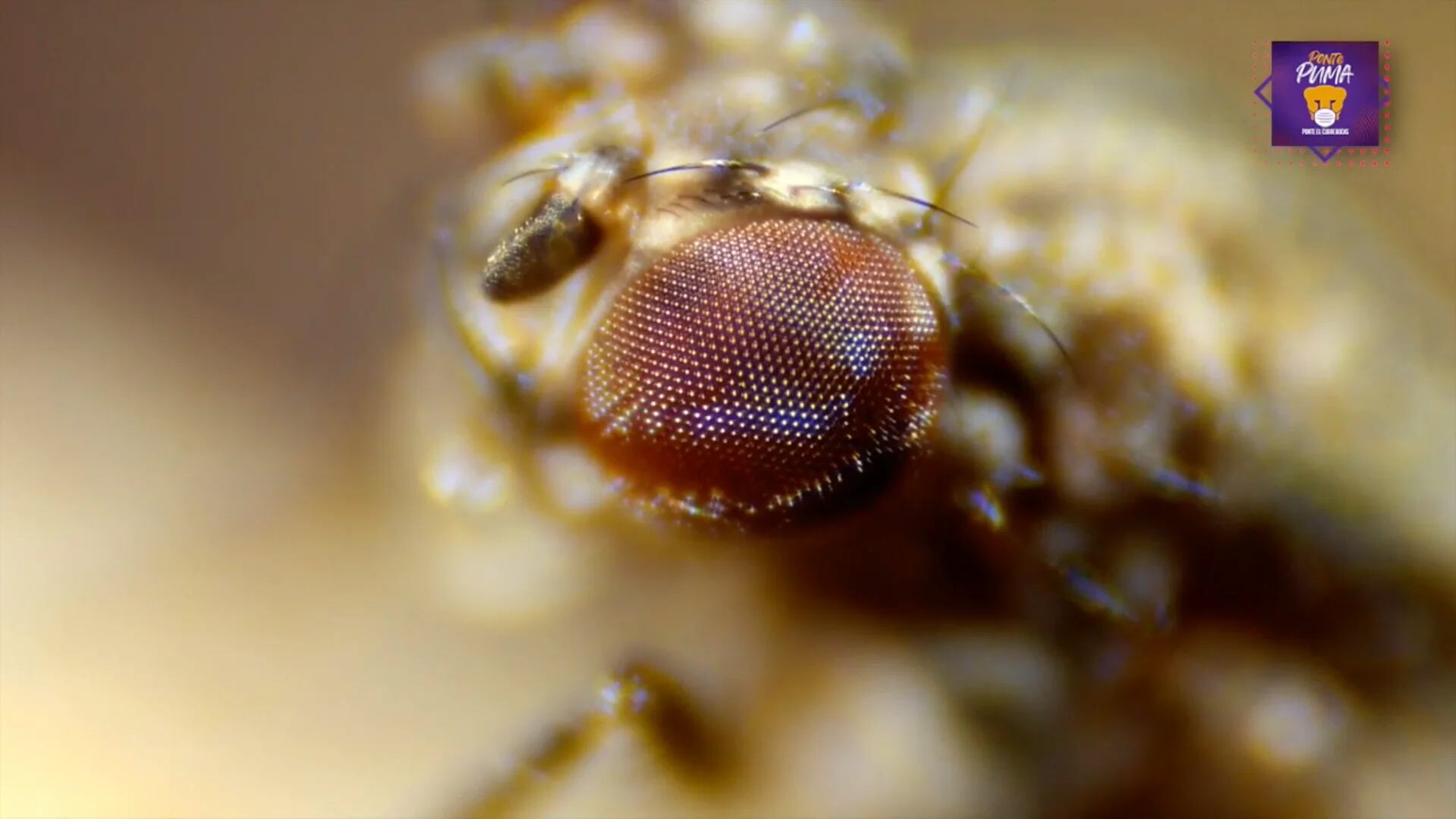 Con moscas, científicas detectaron contaminantes que podrían ocasionar mutaciones en presa de Hidalgo 