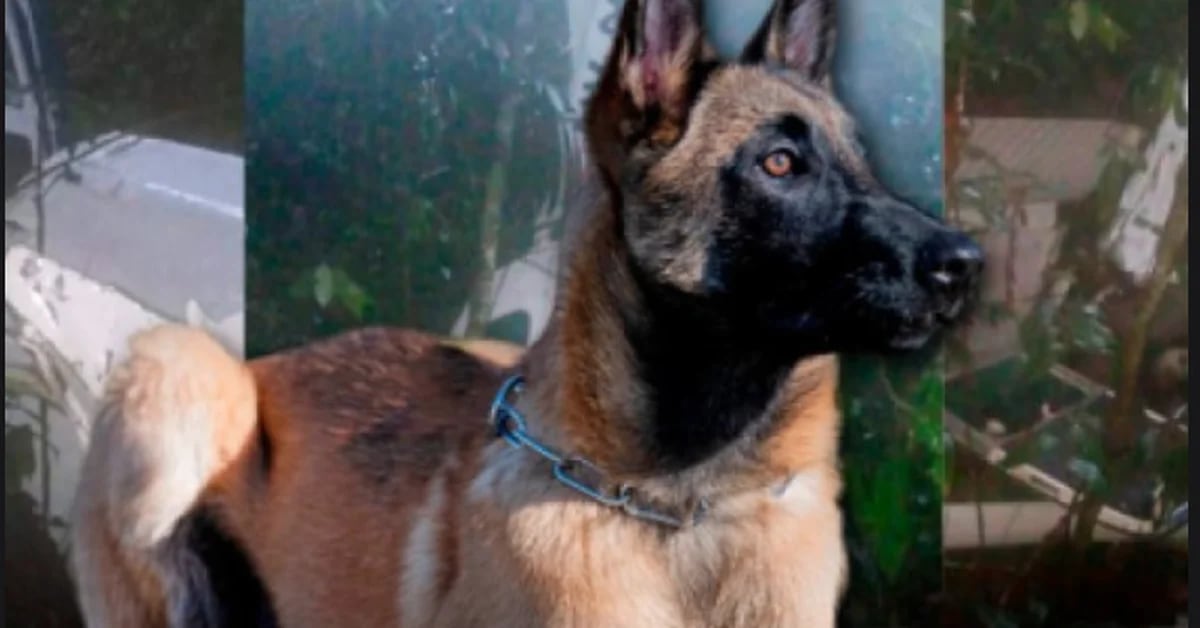 Wo ist Wilson: Civil Defense enthüllt exklusiv, warum der Hund nicht aufgetaucht ist, nachdem er Kinder in Quavier gerettet hat