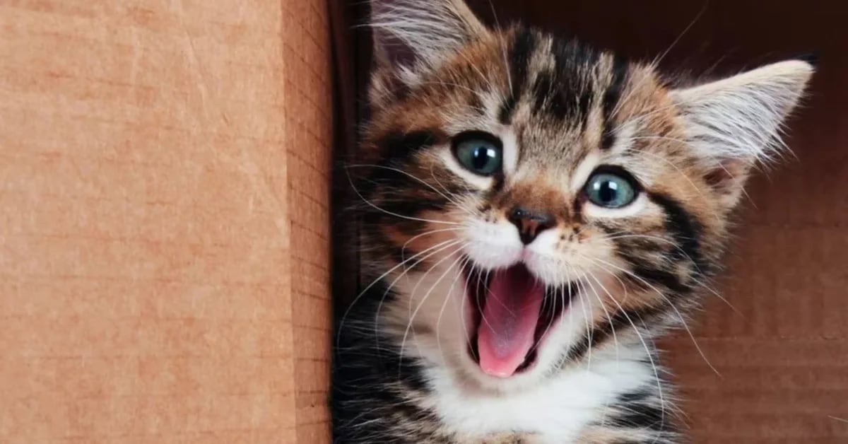 Genetics and Fur: The Fascinating Reason Tabby Cats Exist