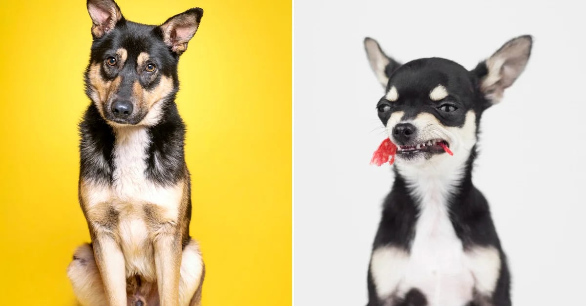 Good dog and bad dog: Science says that traits have little to do with race
