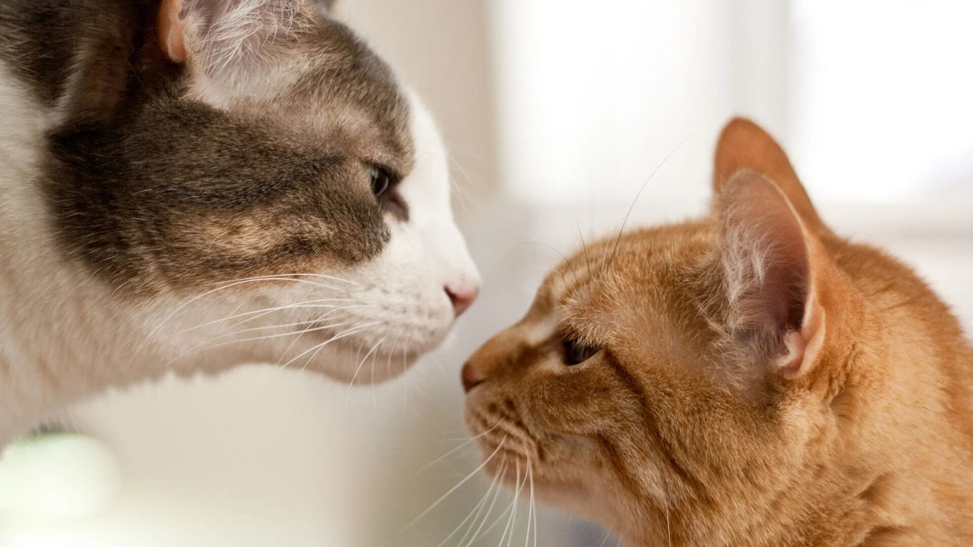 Estos hallazgos profundizan en la comprensión de cómo la evolución de canales más enrevesados permitió a los mamíferos, especialmente a los gatos, mejorar su sentido del olfato (Getty Images)