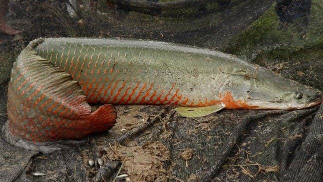 Conoce el pez más grande de la Amazonía peruana: una especie exótica de  hasta tres metros de longitud y una vida de 15 a 20 años - Infobae