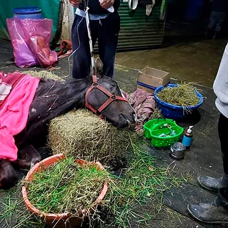 En el predio de Ezeiza hallaron 400 caballos en muy mal estado, al borde de la muerte. Las ONG que bregan por los animales hicieron una tarea titánica para salvar 300. 