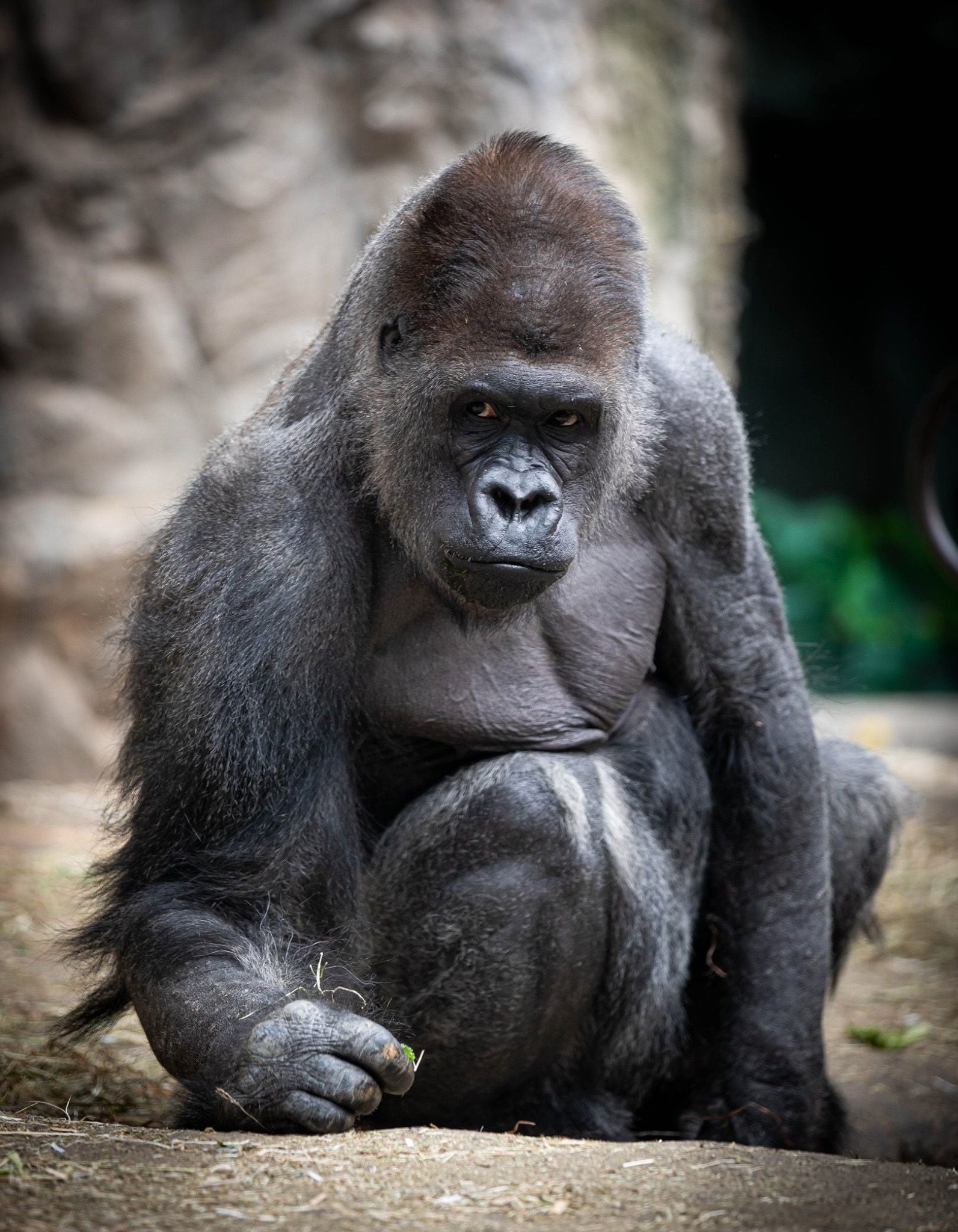 En 2012, Koga se volvió famoso por herir a uno de los cuidadores después de escapar brevemente de su recinto. (Facebook/The Buffalo Zoo)Koga, gorilas, animales, mascotas, muerte, zoológicos, Nueva York, Estados Unidos, primates, simios