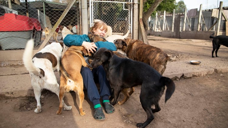“Este es uno de los pocos pensionados donde los perros comen dos veces al día: les damos 3000 kilos de alimento por mes. En cambio los gatos sólo consumen 500”, cuenta la dueña de El Refugio (Lihue Althabe)