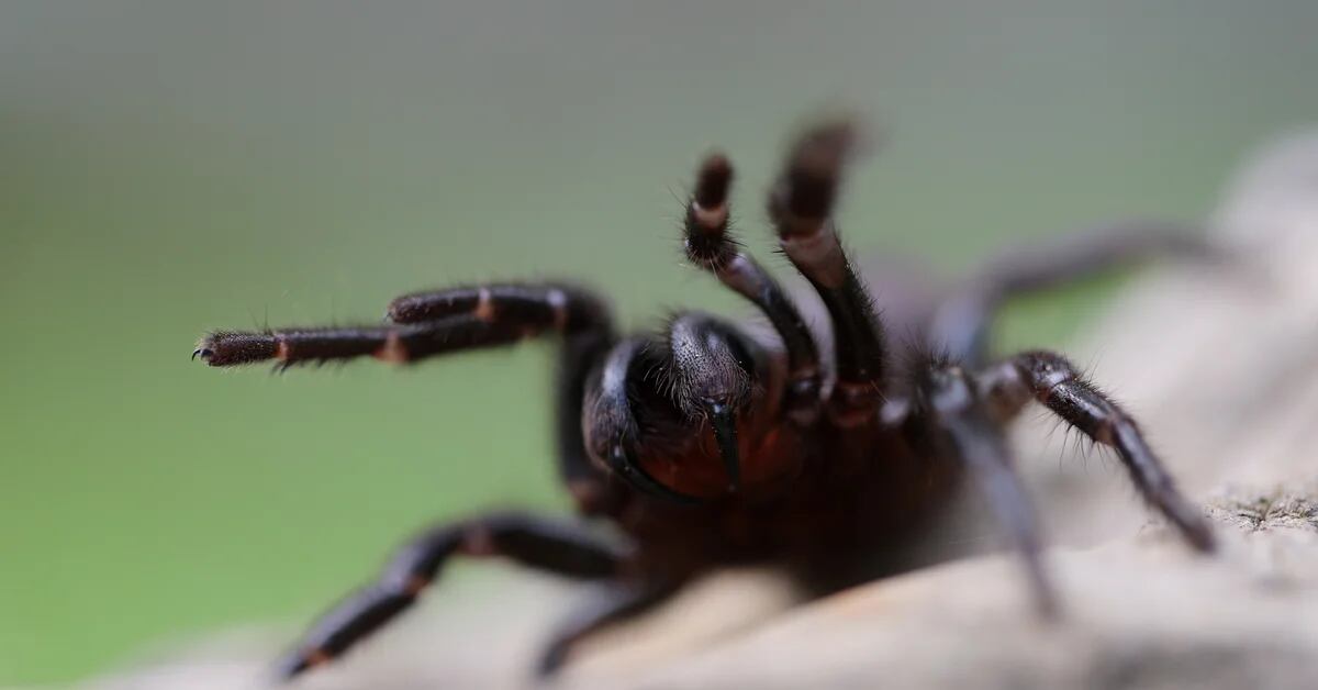 Perché le colonie di ragni attaccano le loro prede in gruppo?