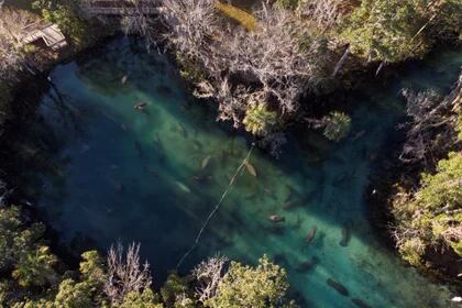 Los refugios de vida silvestre en Florida, donde la conservación de la biodiversidad y la educación ambiental se unen para proteger y destacar la riqueza natural del estado. (REUTERS/Marco Bello)