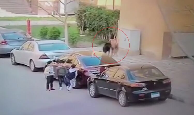 Los tres niños se escondieron de los perros detrás de un vehículo (Foto: captura de pantalla video de Facebook @rasha.husein.9)
