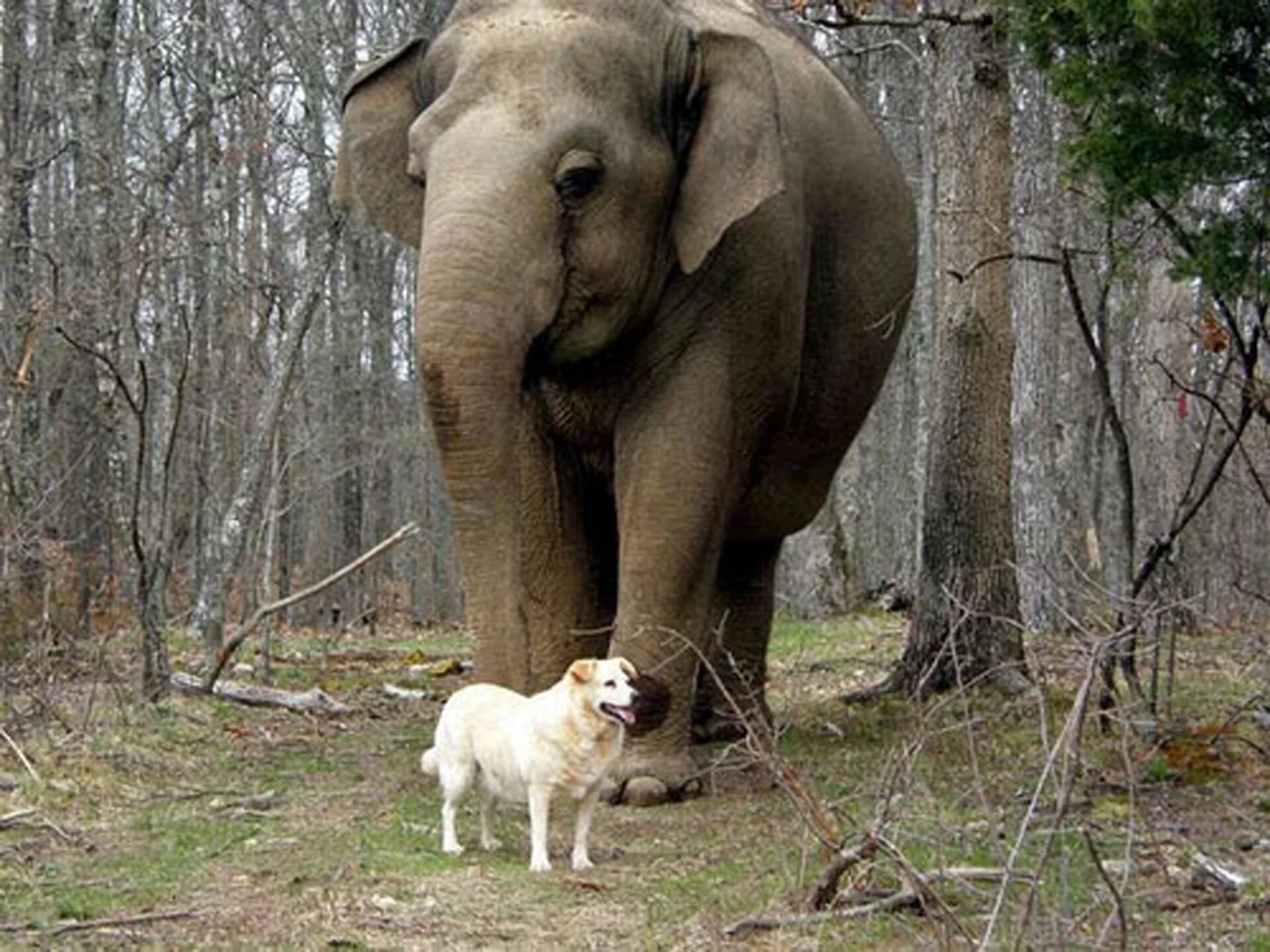 Su amistad se desarrollo en el Santuario de elefantes de Tennessee