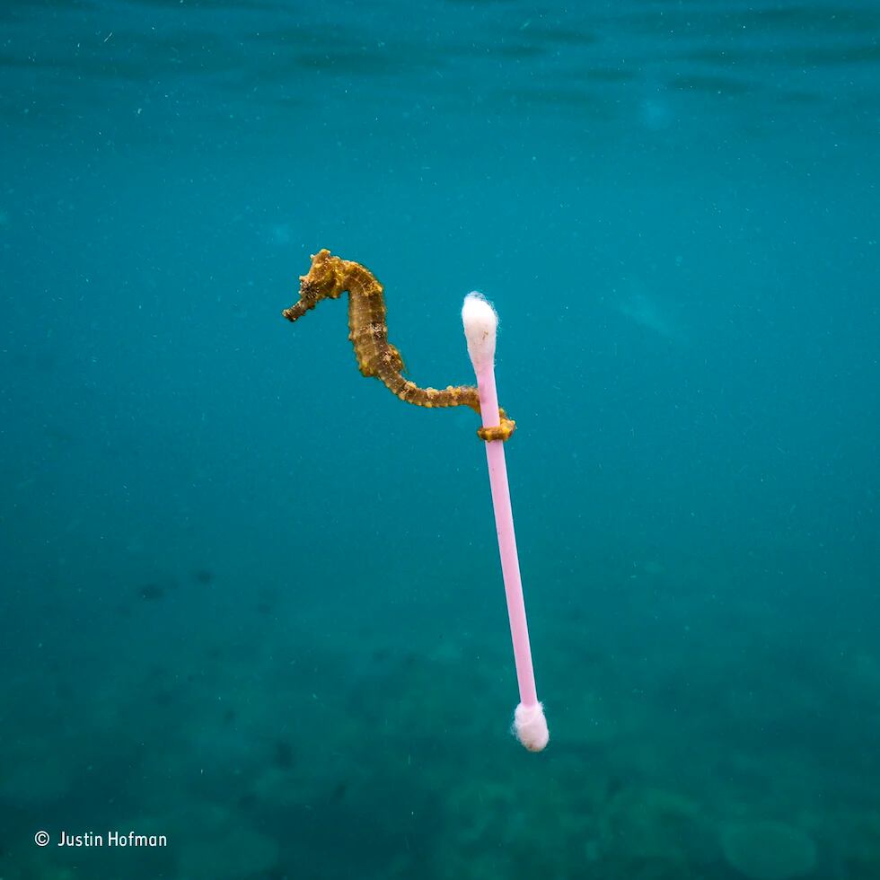 Isla Sumbawa, Indonesia. Un caballito de mar lleva un hisopo: categoría única imagen. © Justin Hofman – Wildlife Photographer of the Year