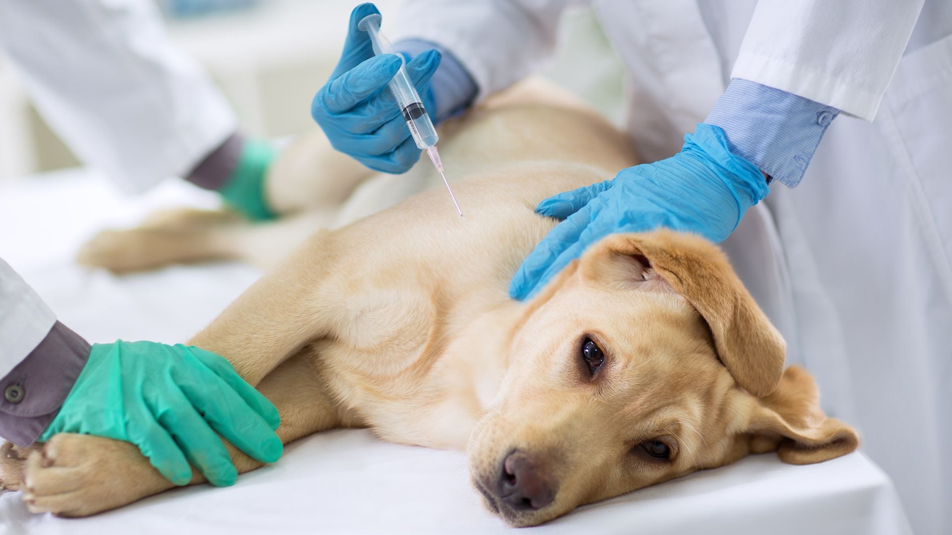La vacunación anual y de por vida de animales domésticos es esencial para prevenir la transmisión de rabia a humanos (Getty)