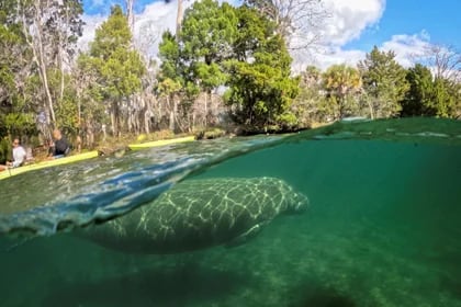 Crystal River National Wildlife Refuge en Crystal River, un santuario esencial para la conservación y estudio del manatí de Florida, especie en peligro de extinción. (REUTERS/Marco Bello)