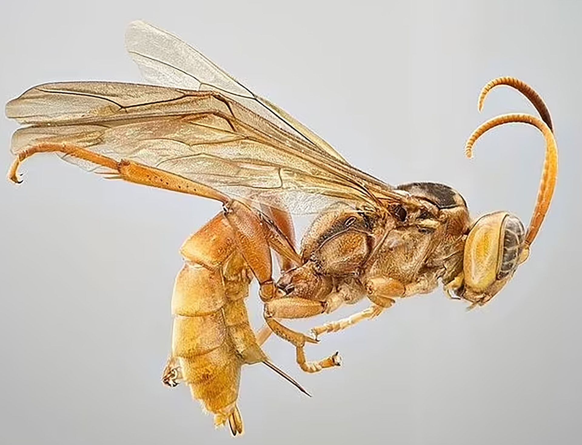 Esta avispa deposita un huevo en huéspedes que varían desde orugas y escarabajos hasta arañas (Kari Kaunisto)