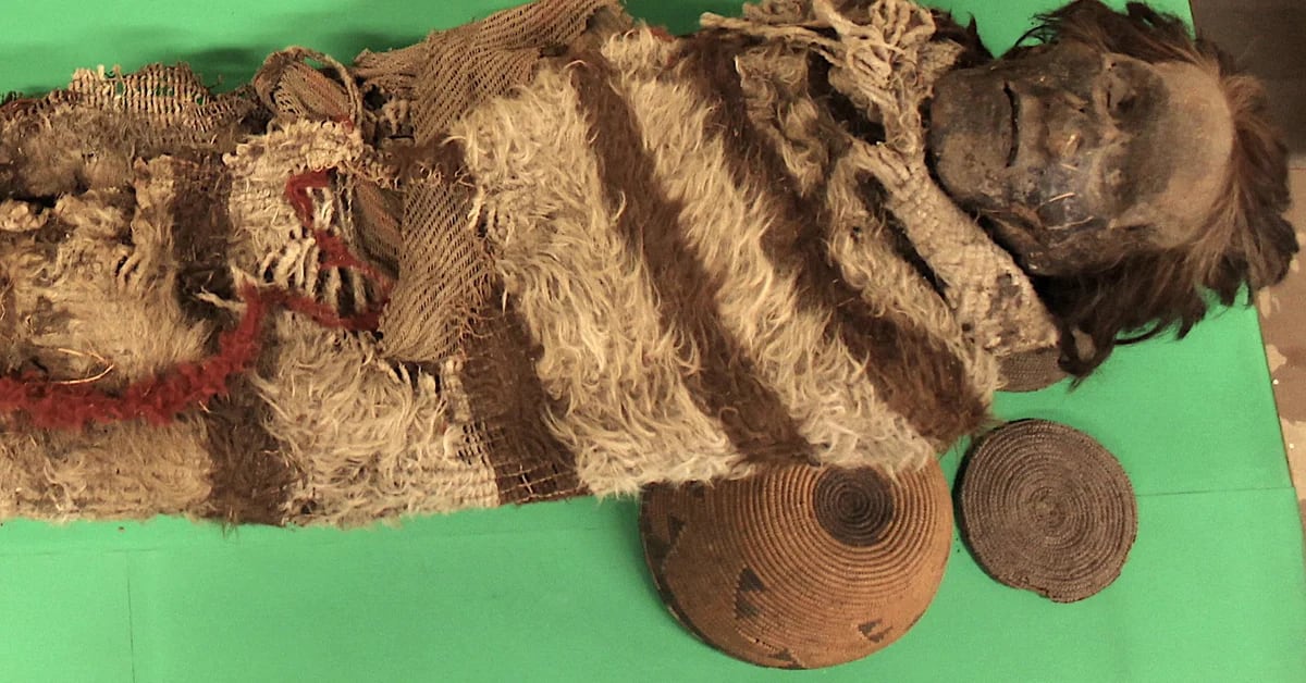 Hanno scoperto le origini della mummia di S.  John dal DNA umano nelle zecche