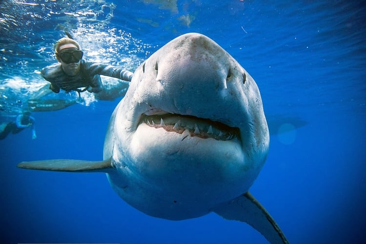 El ancho inusual de la tiburón hembra puede indicar que está preñada Foto: @JuanSharks /Juan Oliphant /http://OneOceanDiving.Com