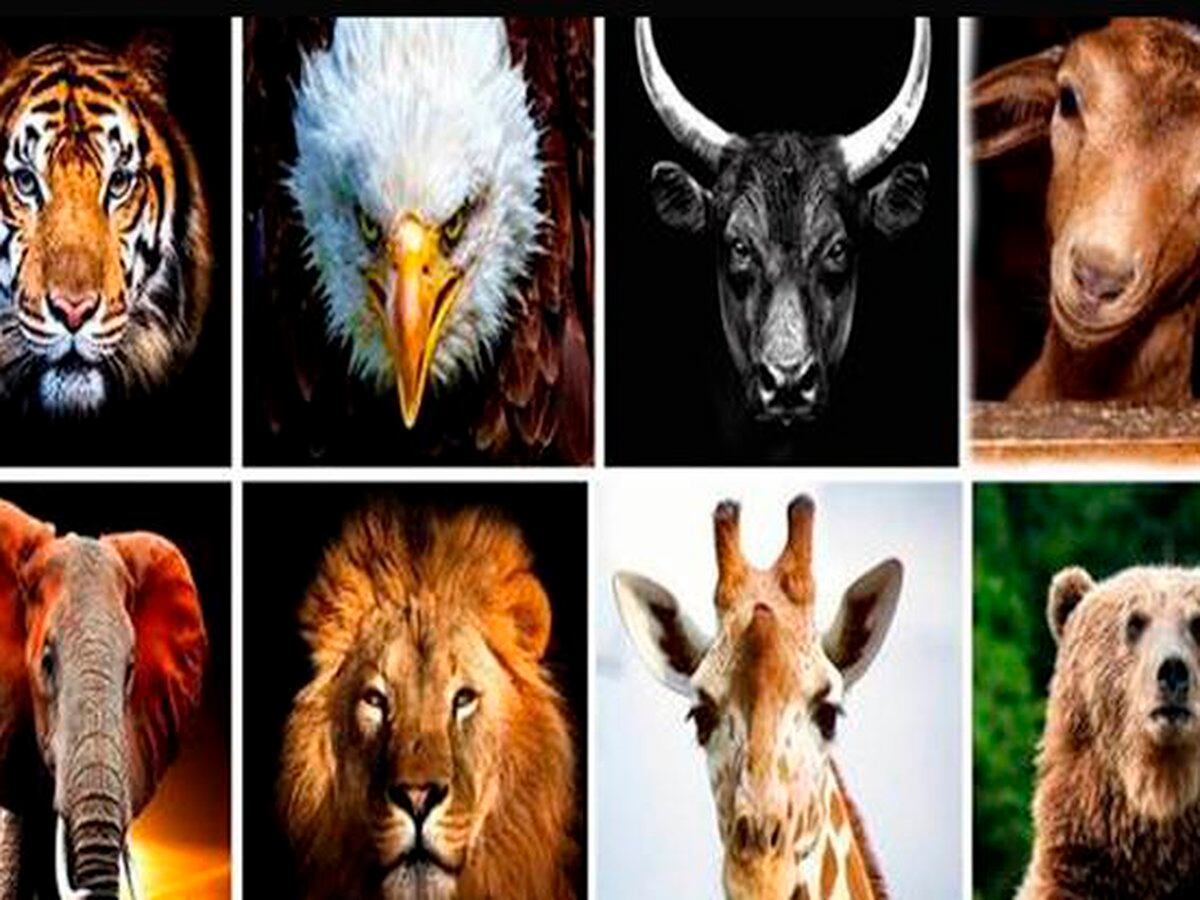 Elige el animal que más te gusta y te serán revelados aspectos ocultos  sobre tu personalidad - Infobae