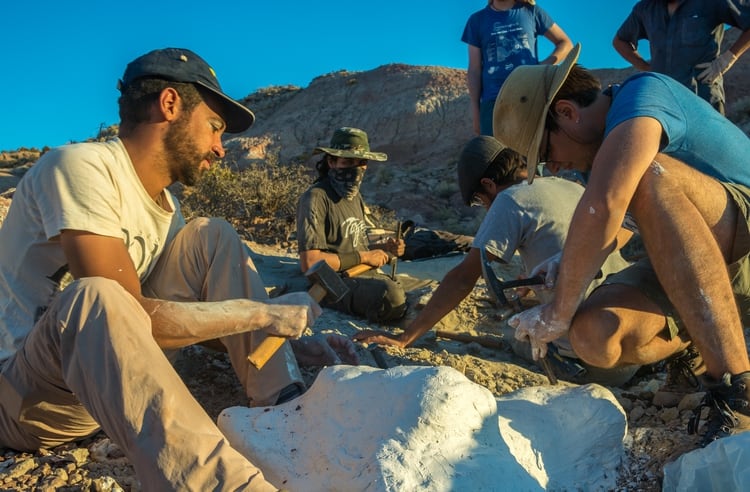 Un grupo de paleontólogos bautizó al Overoraptor chimentoi, el nuevo dinosaurio argentino hallado en la provincia de Río Negro (Julia S. D`Angelo)