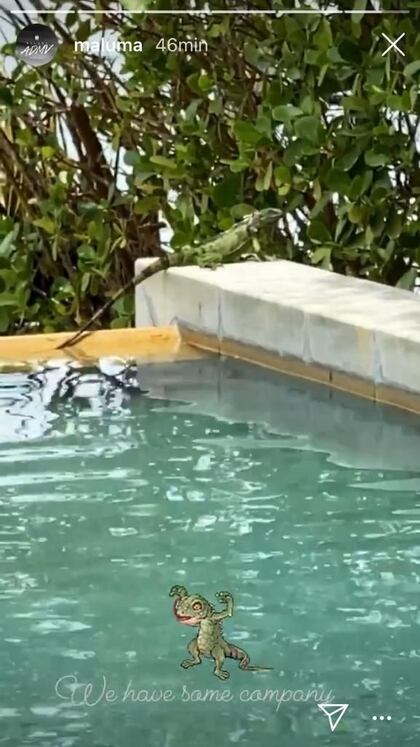 La iguana que acompaña a Maluma en casa (Foto: Instagram @Maluma)