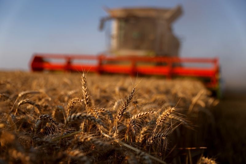 El trigo es el cultivo más perjudicado, ya que 83,9% de la renta queda en manos del Estado
REUTERS