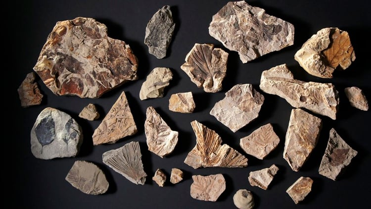 Estos fósiles, que datan del periodo posterior al impacto del asteroide, ofrecen pistas sobre la evolución y la supervivencia de la vida en la Tierra (HHMI TANGLED BANK STUDIOS)