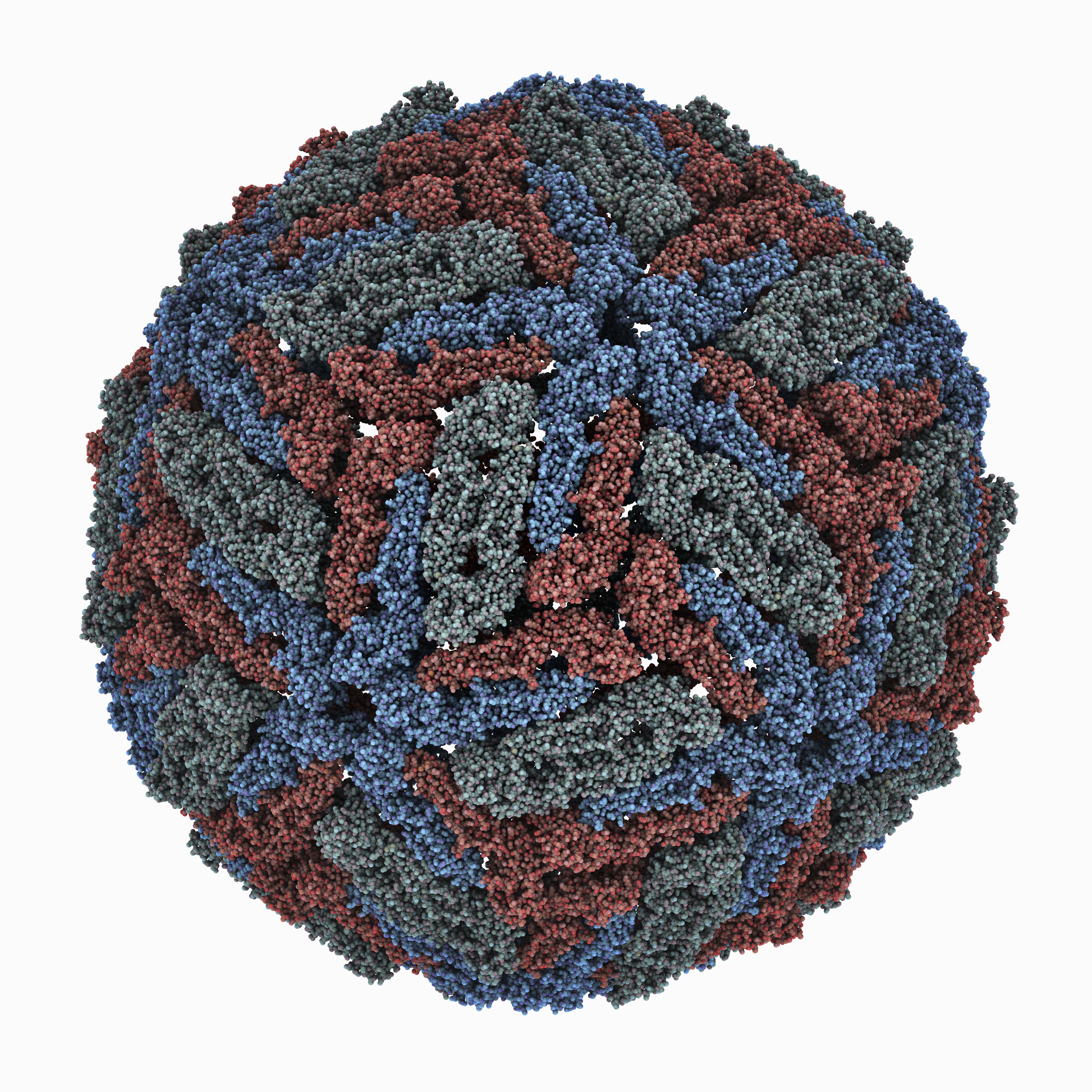 Flavivirus - Dengue - Mosquito