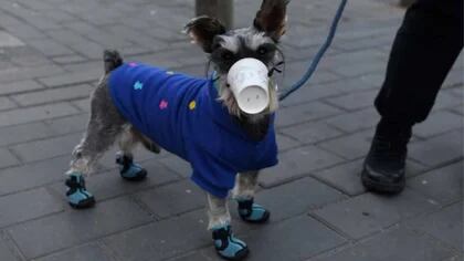 que paises tienen cuarentena para perros