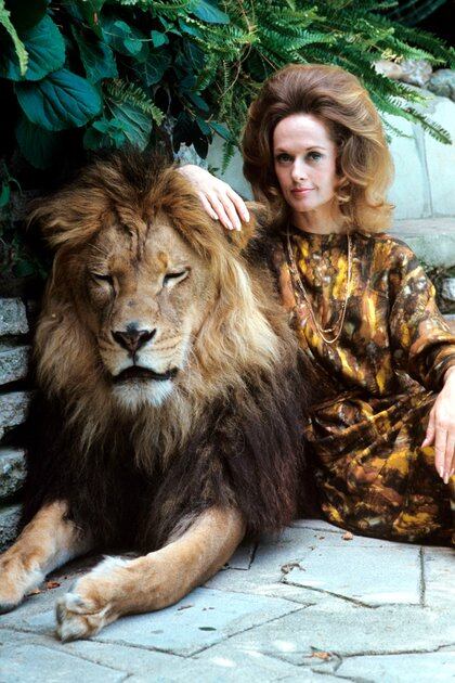 En 1971, Tippi Hedren y su familia posaron para la revista Life mostrando su vida cotidiana con un león en su mansión de Beverly Hill
(Crédito: Shutterstock)
