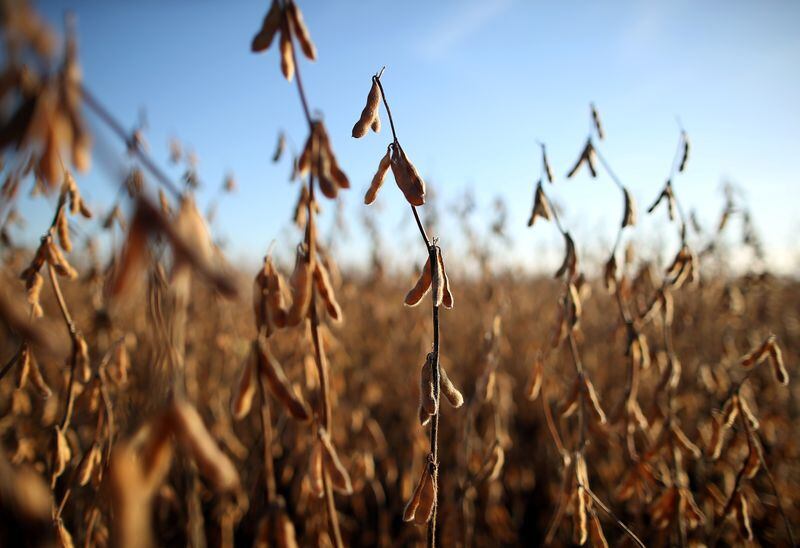 Plantas de soja en un campo de Carlos Casares, Argentina. (Reuters)