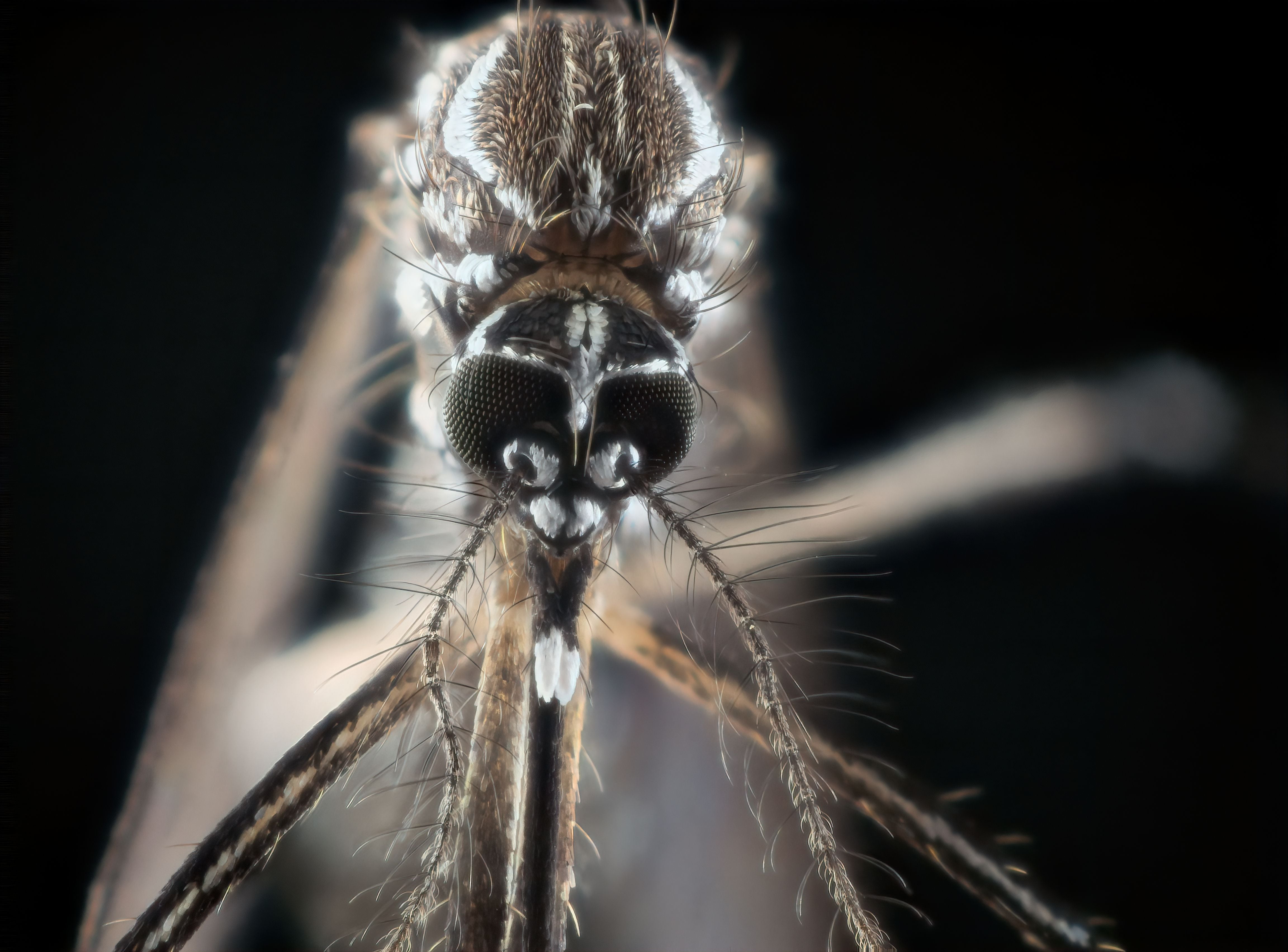 El dengue no tiene vacuna ni una medicina específica y tiene un patrón acorde con las estaciones, según la OMS
(Getty Images)