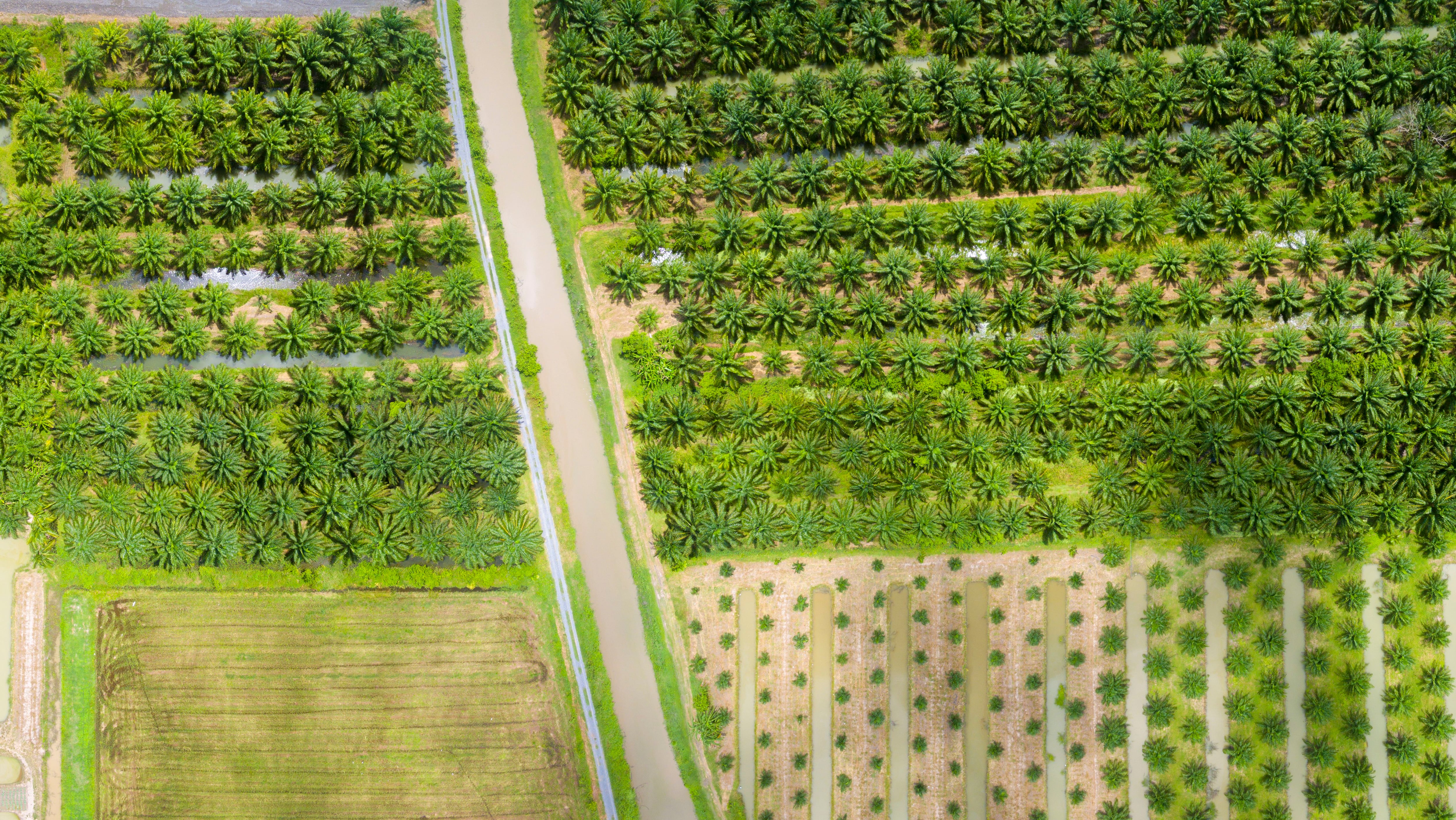Malasia afirma que sus árboles consumen grandes cantidades de CO2, sus emisiones reportadas a las Naciones Unidas son solo 81 millones de toneladas, menos que los de la pequeña nación europea de Bélgica (Getty Images) 