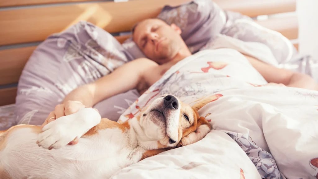 El perro es el fiel compañero del ser humano, y es probable que haya sido el primer animal en ser domesticado (Shutterstock)