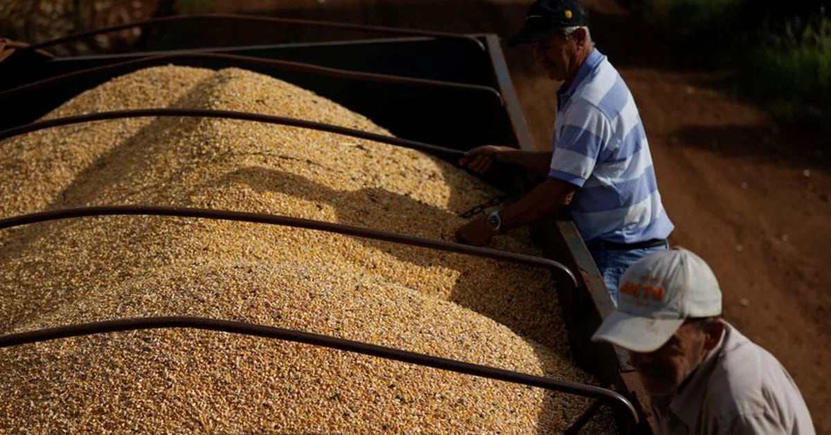 Wheat and corn gain ground in Chicago, exports take center stage