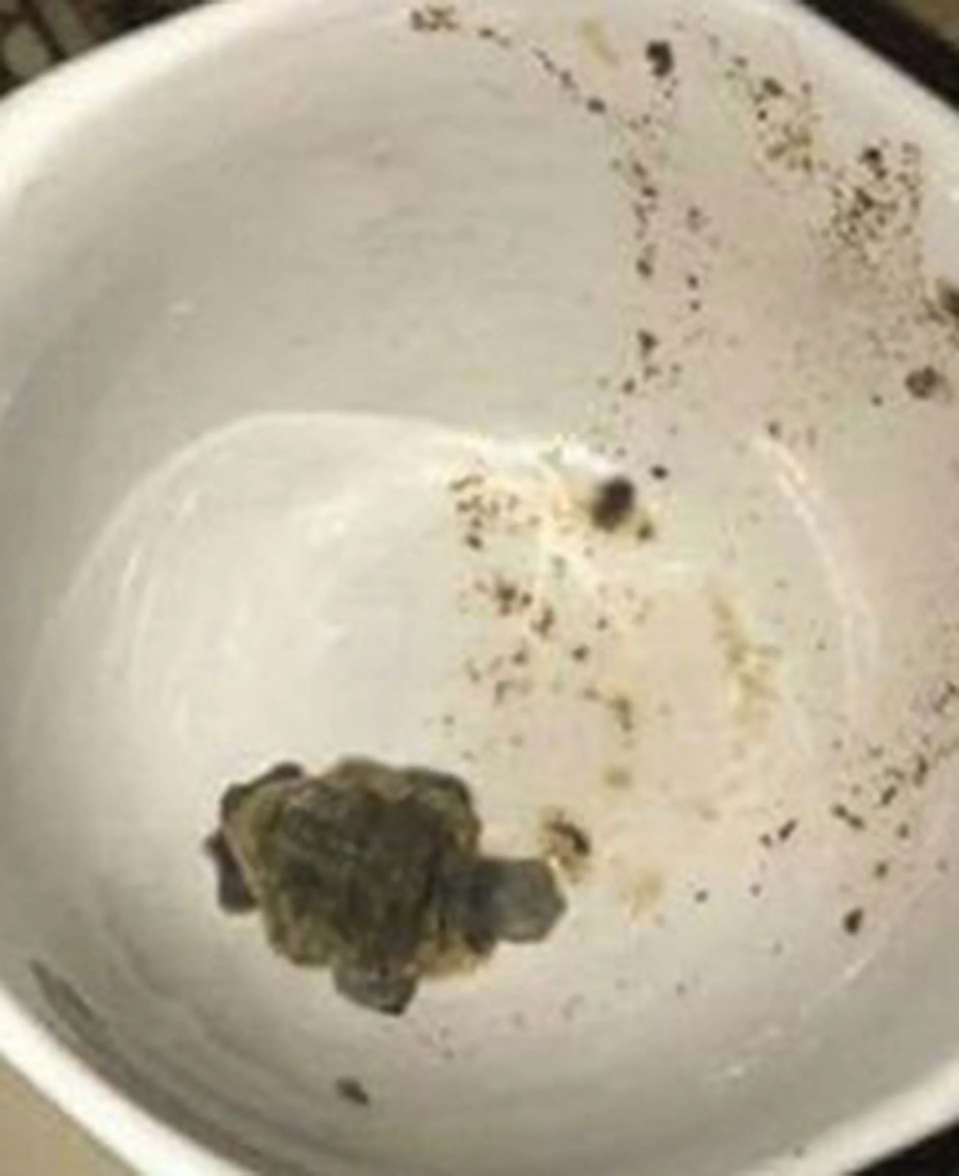 Los restos de la tortuga bebé asesinada por Jonasia Simpson