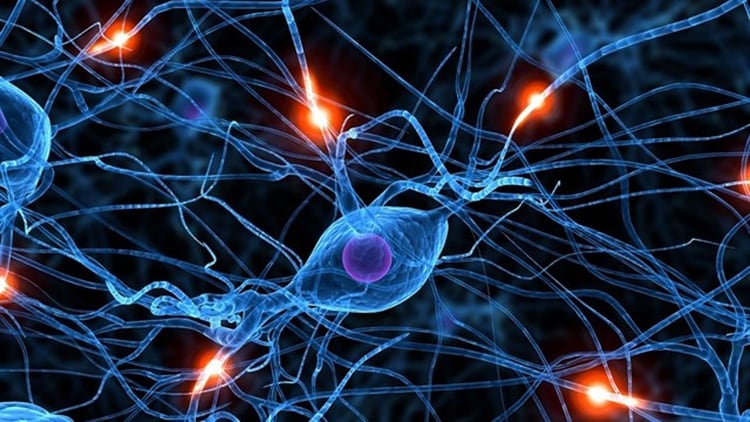 Es posible comprender el funcionamiento de las neuronas y los flujos eléctricos que las atraviesan con el uso de tecnología.