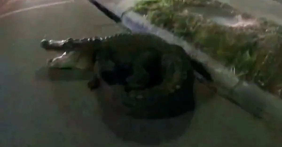 Florida police officers “captured” a 3-meter alligator that was loose in the street