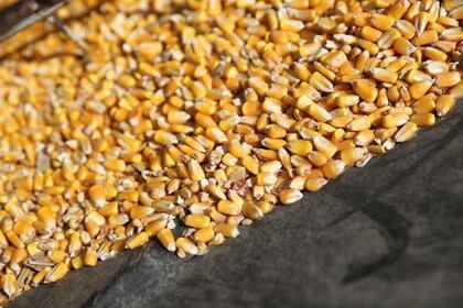 Los productores de maíz aceleran sus ventas para aprovechar los buenos precios (REUTERS/Daniel Acker/Archivo)