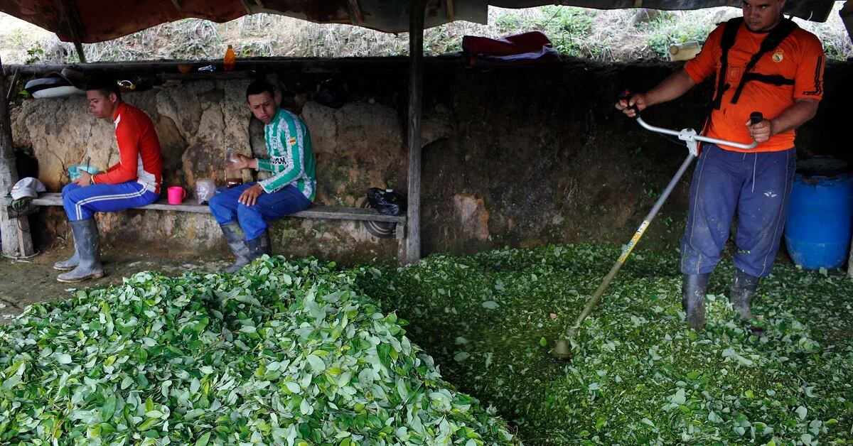 Colombia will seek to ensure that coca leaf is not a banned substance